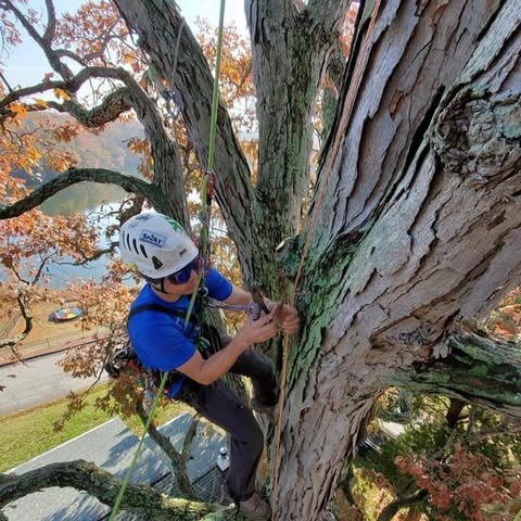 Advanced Arboriculture LLC